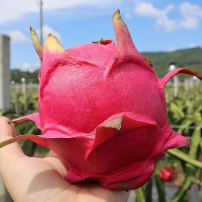 广西火龙果当季红心火龙果红肉新鲜直供应季热带水果批发图2