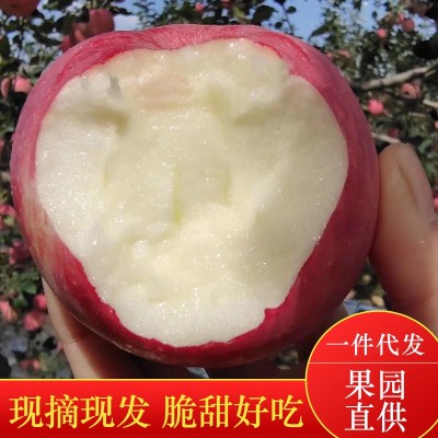 陕西红富士苹果新鲜水果10斤现摘现发当季冰糖心苹果洛川红富士图2