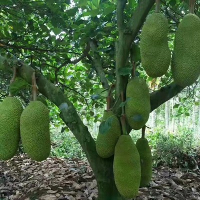 海南特产树菠萝蜜新鲜水果木波罗蜜当季黄肉菠萝蜜包邮图2