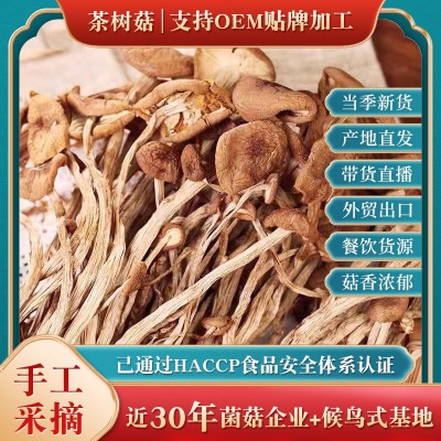 江西未伞茶树菇 江西剪脚去根茶树菇老鸭汤干锅茶树菇原料批发