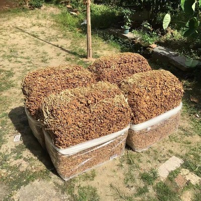 江西未伞茶树菇 江西剪脚去根茶树菇老鸭汤干锅茶树菇原料批发图2