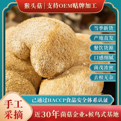 福建古田猴头菇 山珍猴头菇猴头菌 酒店餐饮食品工厂煲汤原料