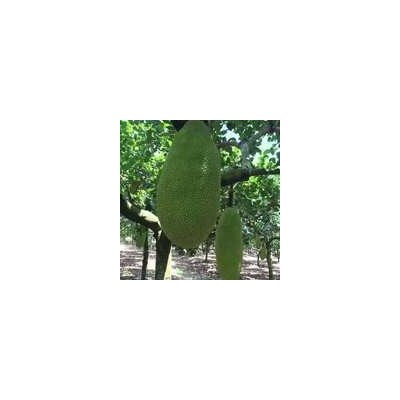 海南热带新鲜水果菠萝蜜20--35斤当季水果波罗蜜整箱特产整个图2