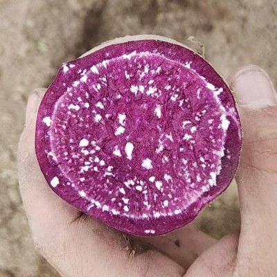 沙地紫薯代发新鲜当季蔬菜香甜软糯整箱3/5斤批发紫罗兰紫心番薯图2