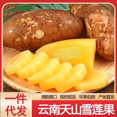 云南正宗黄心红心天山雪莲果9斤大果新鲜水果应季批发一整箱现挖