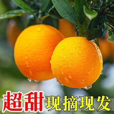 应季时令正宗赣南脐橙纽荷尔脐橙新鲜现摘赣南脐橙3/5/9一件代发图2