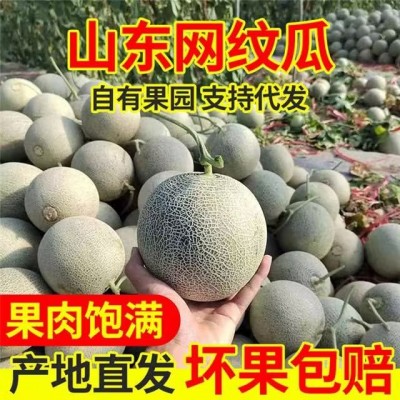 一件代发山东网纹瓜3斤5斤9斤新鲜水果玫珑蜜瓜现摘现发精品网纹