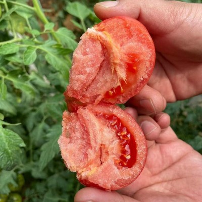 山东海阳普罗旺斯西红柿现摘现发自然熟沙瓤番茄水果柿子蔬菜批发图4