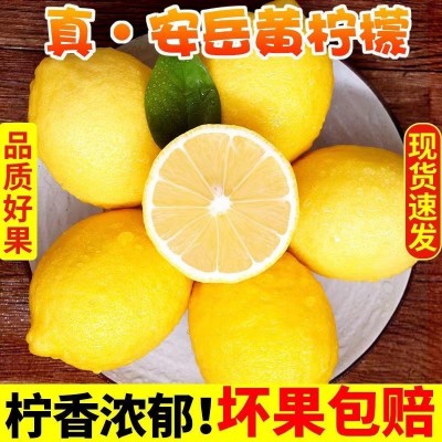 四川安岳精选新鲜黄柠檬皮薄多汁奶茶店常用果园产地直发一件批发