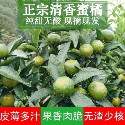 广西清香蜜橘纯甜无酸桔子新鲜现摘水果青皮桔子巴西柑清香桔包邮图4