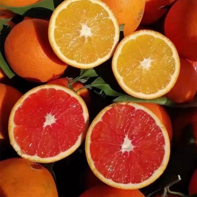 【赣州果园直供】赣南血橙应季水果薄皮红心橙子9斤整箱批发图2