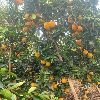 赣南脐橙新鲜水果批发应季水果孕妇儿童手拨甜橙子当季现摘现发图2