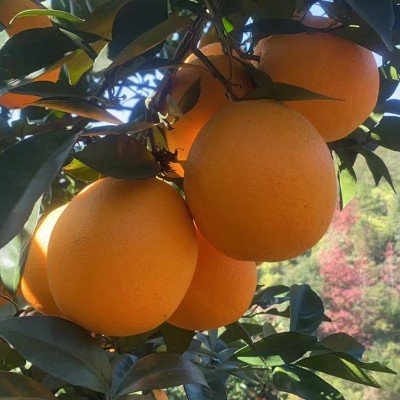 批发新鲜夏脐橙子当季水果手剥甜橙江西赣南脐橙整箱榨汁4.6斤装图3