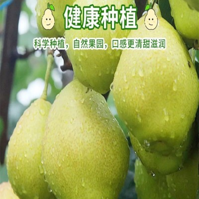 新疆库尔勒香梨皮薄肉厚脆嫩爽口当季新鲜水果整箱包邮图2