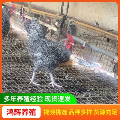 出售纯种芦花鸡苗产蛋多绿皮蛋 脱温半斤芦花鸡鸡苗活体小鸡幼苗图5