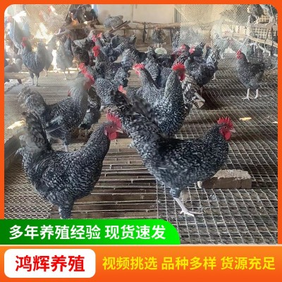 出售纯种芦花鸡苗产蛋多绿皮蛋 脱温半斤芦花鸡鸡苗活体小鸡幼苗