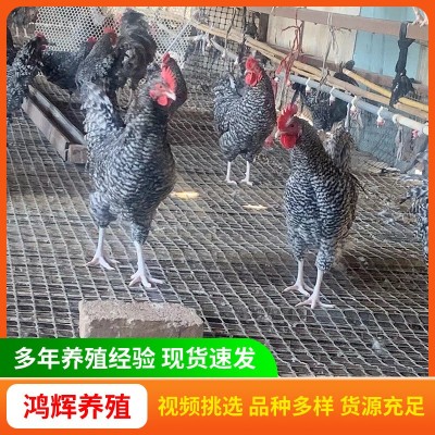 出售纯种芦花鸡苗产蛋多绿皮蛋 脱温半斤芦花鸡鸡苗活体小鸡幼苗图2