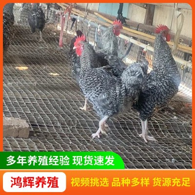 出售纯种芦花鸡苗产蛋多绿皮蛋 脱温半斤芦花鸡鸡苗活体小鸡幼苗图3