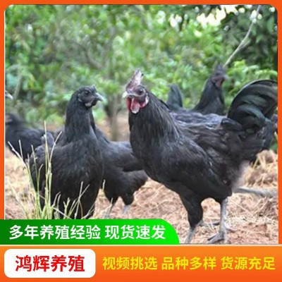 五黑鸡活苗价格 五黑一绿壳蛋鸡脱温苗小鸡苗乌骨鸡一斤活体半大图3
