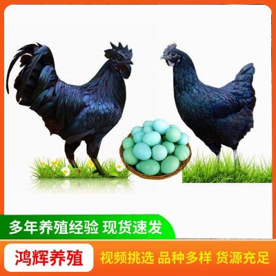 五黑鸡活苗价格 五黑一绿壳蛋鸡脱温苗小鸡苗乌骨鸡一斤活体半大图2