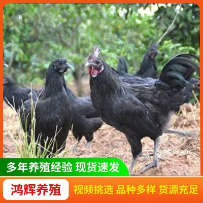 五黑鸡活苗价格 五黑一绿壳蛋鸡脱温苗小鸡苗乌骨鸡一斤活体半大图4