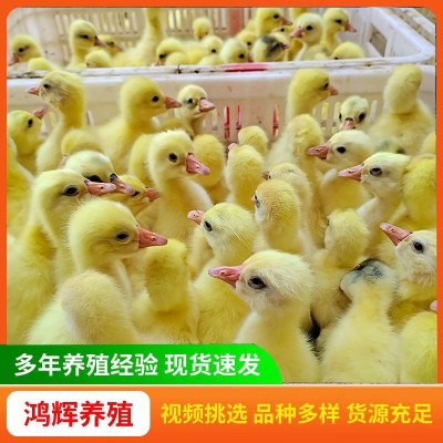 纯种大白鹅苗家养三花鹅苗 产蛋鹅四季鹅狮头灰鹅小鹅活苗价格图2