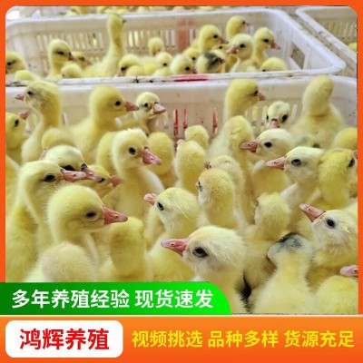 纯种大白鹅苗家养三花鹅苗 产蛋鹅四季鹅狮头灰鹅小鹅活苗价格图4