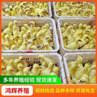 纯种大白鹅苗家养三花鹅苗 产蛋鹅四季鹅狮头灰鹅小鹅活苗价格图3