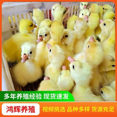 纯种大白鹅苗家养三花鹅苗 产蛋鹅四季鹅狮头灰鹅小鹅活苗价格