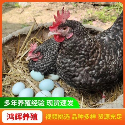 半斤芦花鸡活体 农家散养芦花鸡活体鸡苗 成年芦花鸡芦花鸡鸡苗图3