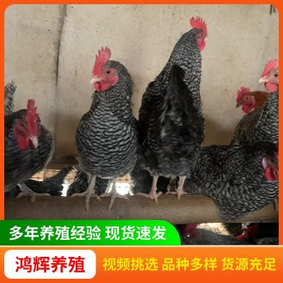 半斤芦花鸡活体 农家散养芦花鸡活体鸡苗 成年芦花鸡芦花鸡鸡苗图4
