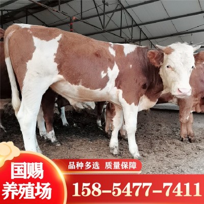养殖牛 出售西门塔尔牛犊 鲁西黄牛 改良肉牛苗 西门塔尔牛肉牛犊