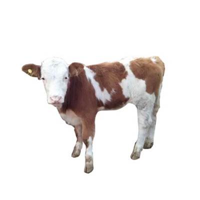 养殖牛 出售西门塔尔牛犊 鲁西黄牛 改良肉牛苗 西门塔尔牛肉牛犊图5
