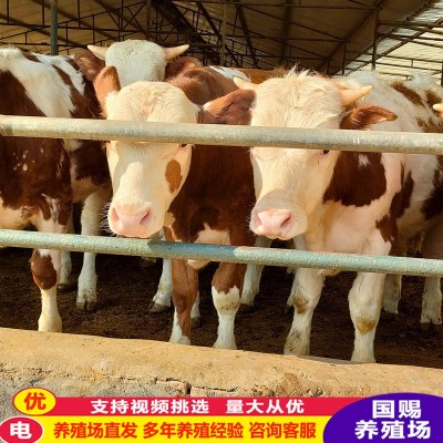 养殖牛 出售西门塔尔牛犊 鲁西黄牛 改良肉牛苗 西门塔尔牛肉牛犊图4