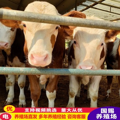 养殖牛 出售西门塔尔牛犊 鲁西黄牛 改良肉牛苗 西门塔尔牛肉牛犊图3
