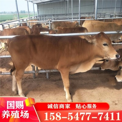 鲁西黄牛 300斤小黄牛牛犊一头 改良肉牛图2