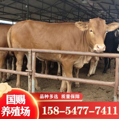 鲁西黄牛 300斤小黄牛牛犊一头 改良肉牛图3