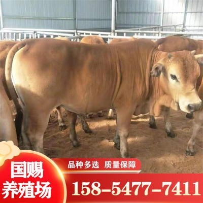 鲁西黄牛 300斤小黄牛牛犊一头 改良肉牛图4