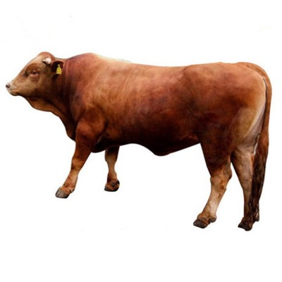 鲁西黄牛 300斤小黄牛牛犊一头 改良肉牛图5