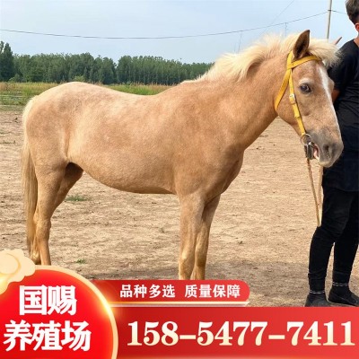 3岁大马白色马 骑乘马 活马出售 训过 的成年半血马一匹图4