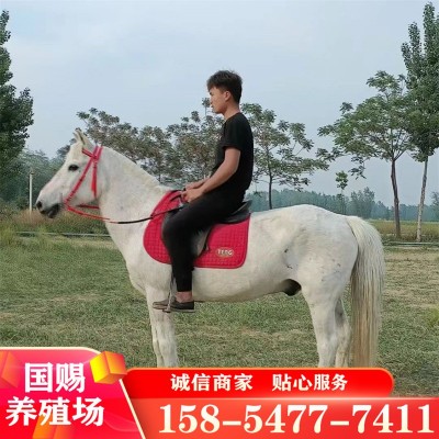 3岁大马白色马 骑乘马 活马出售 训过 的成年半血马一匹