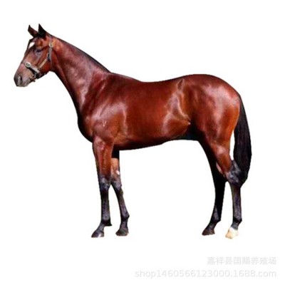 3岁大马白色马 骑乘马 活马出售 训过 的成年半血马一匹图5