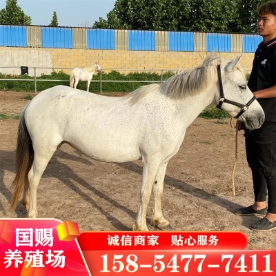 3岁大马白色马 骑乘马 活马出售 训过 的成年半血马一匹图2