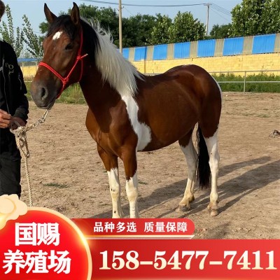 3岁大马白色马 骑乘马 活马出售 训过 的成年半血马一匹图3