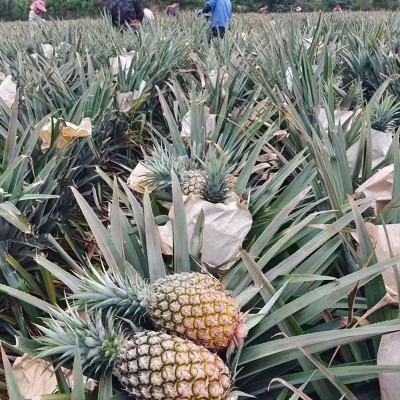 顺丰快递海南树上熟手撕凤梨直接撕着吃的凤梨甜蜜蜜凤梨图5