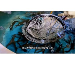 养殖的鲭花鱼比野生的贵十几倍，刀工出神入化