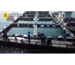 海上养鱼场养殖金枪鱼、三文鱼等，一个网箱至少有十多万条鱼，太震撼了！