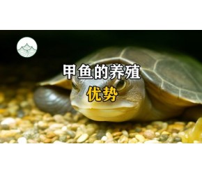 甲鱼养殖的优势