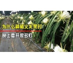 种植火龙果时，为什么要在晚上开很多灯？难道就不怕费电吗？