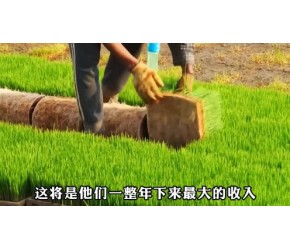 你知道大米是怎么加工出来的吗？从种植到采收的过程，太有意思了